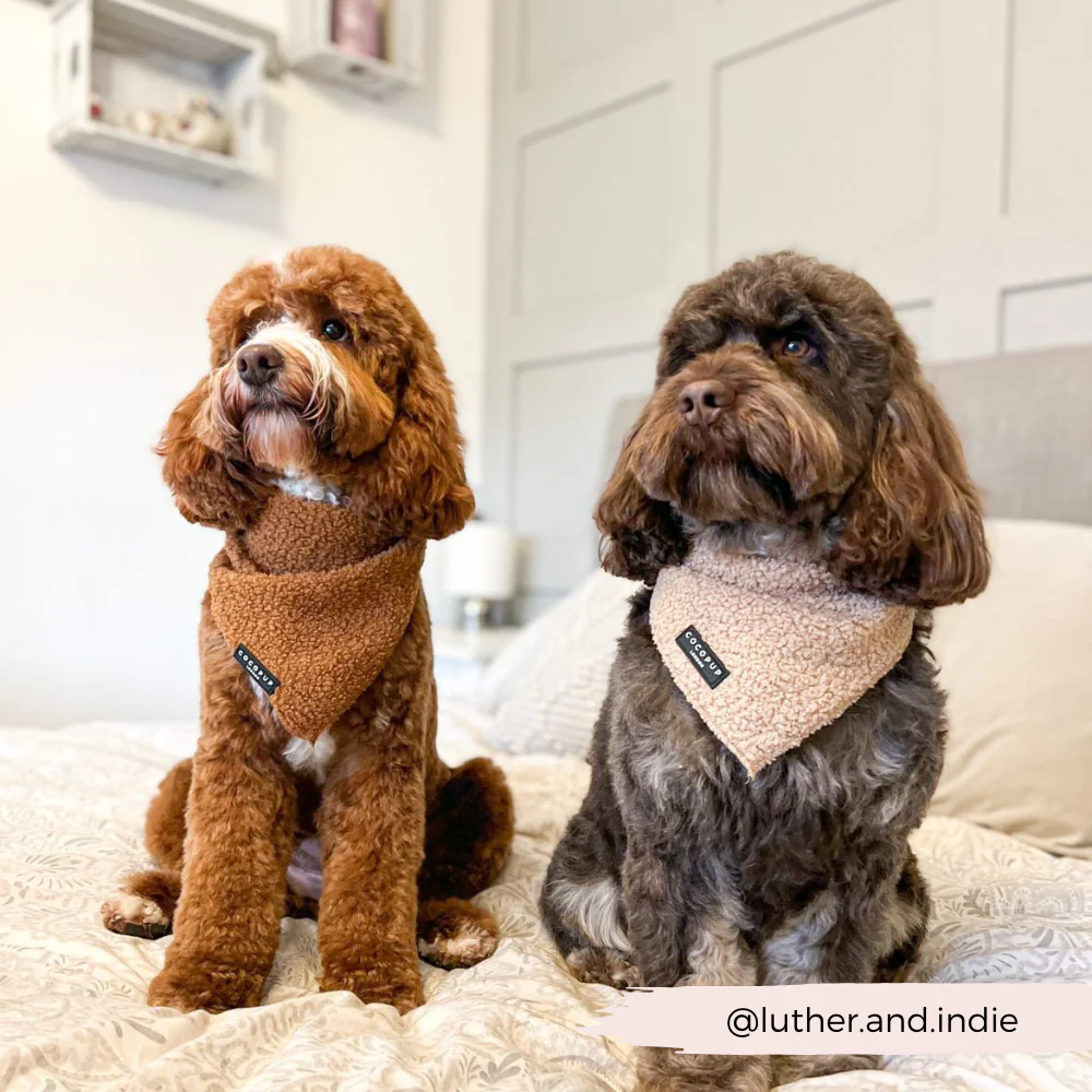 Teddy Bandana - Rupert - Image 4