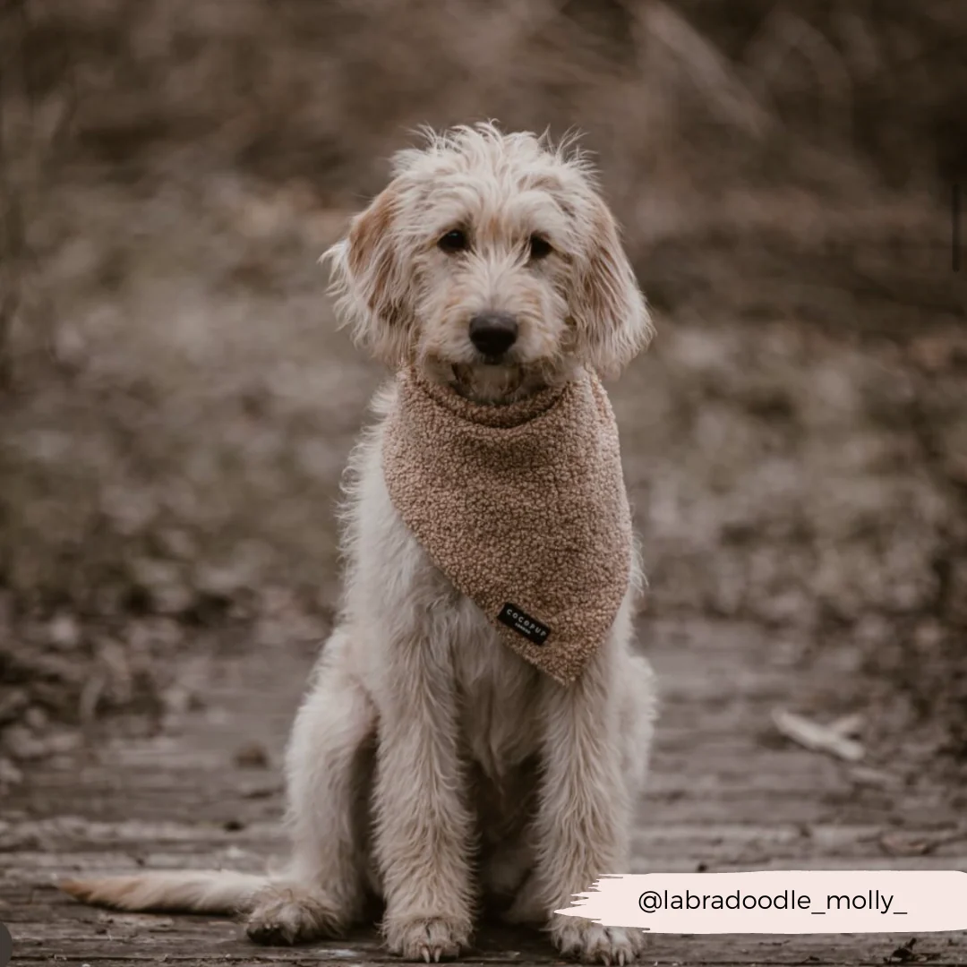 Teddy Bandana - Rupert - Image 5