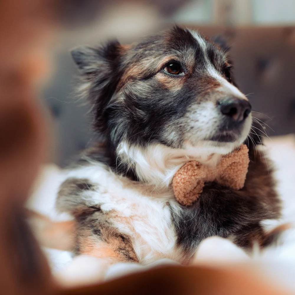 Teddy Bow Tie - Rupert - Image 4