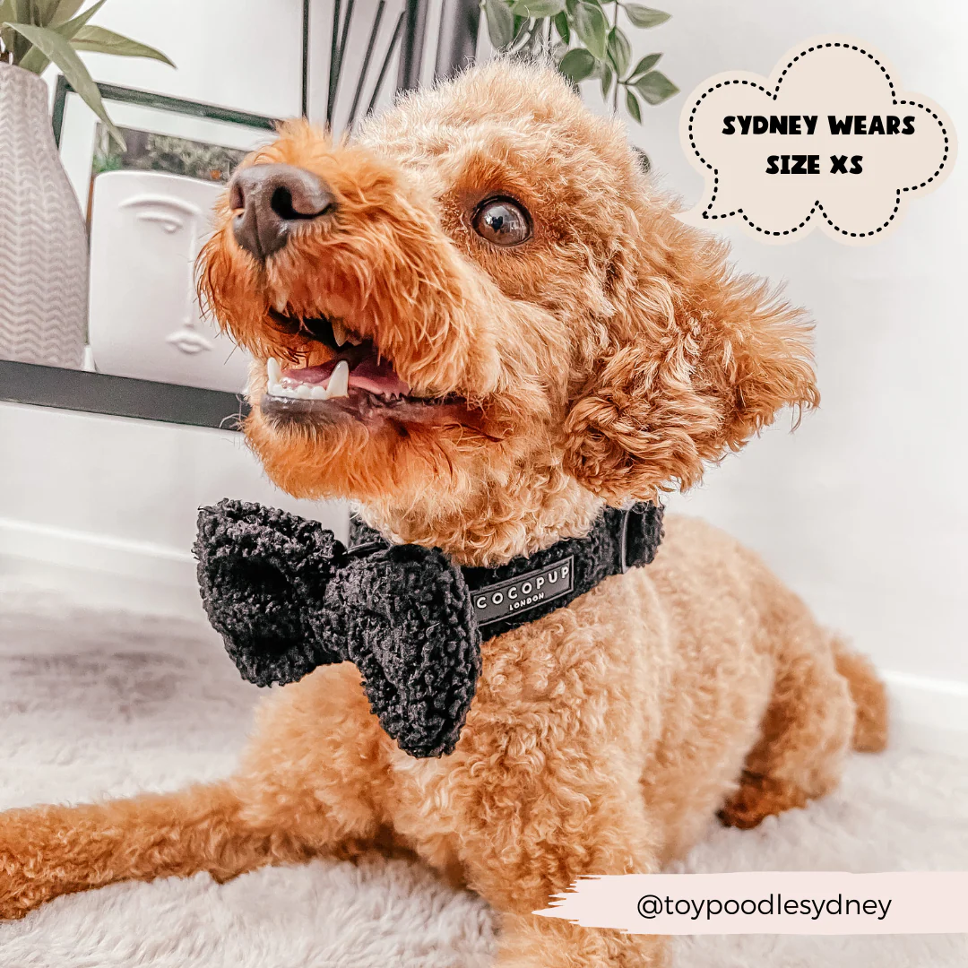 Teddy COLLAR - Baloo - Image 3