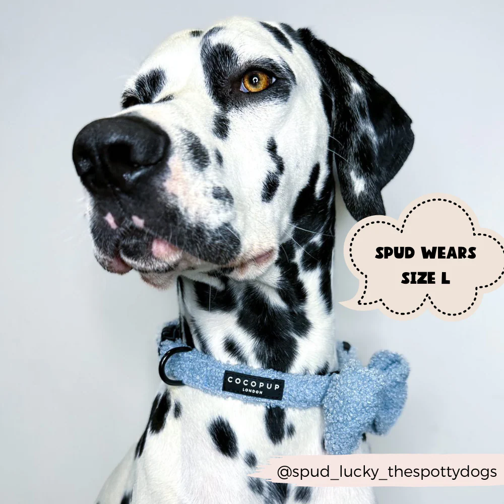 Teddy COLLAR - Daydream - Image 3