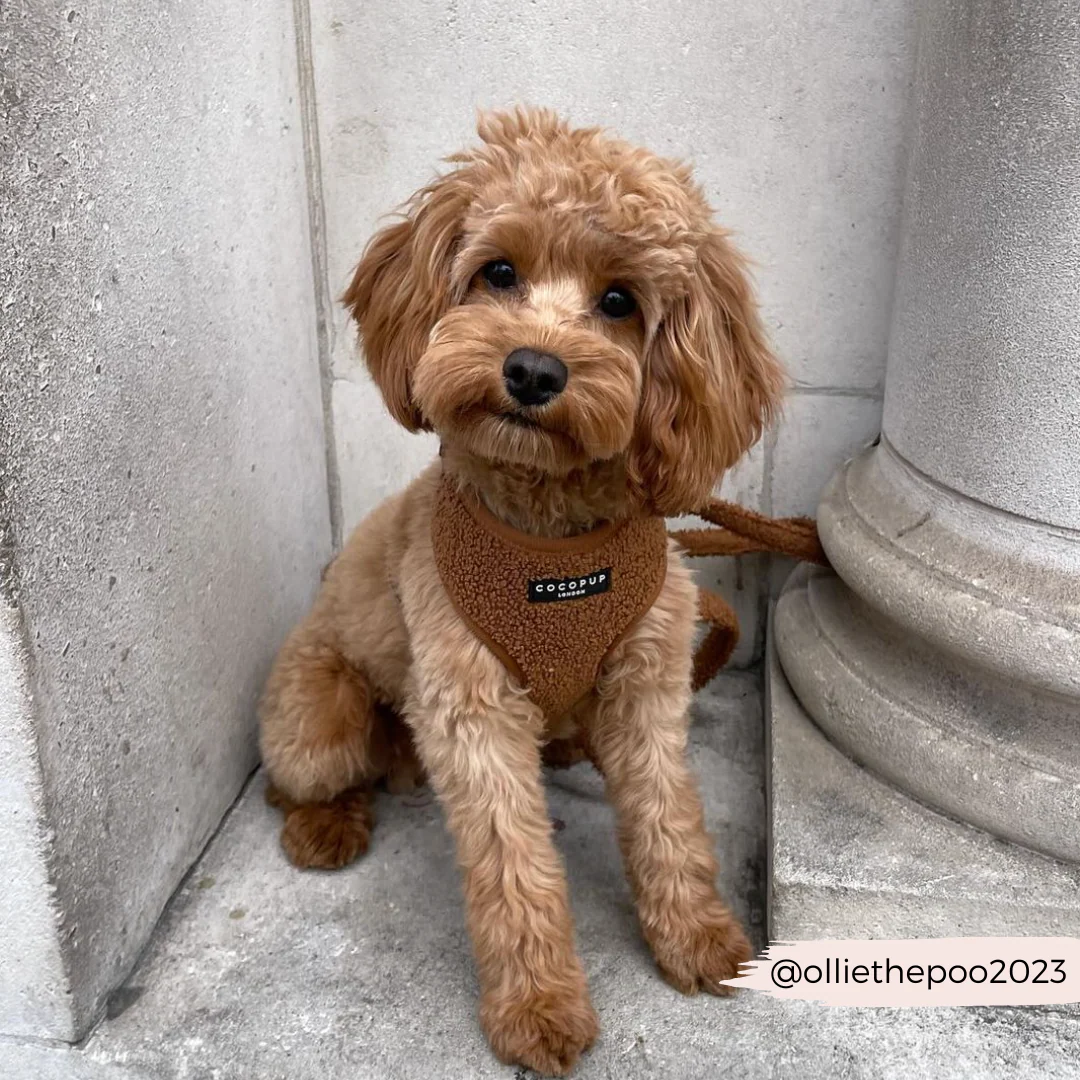 Teddy Paddington Adjustable Neck Harness, Lead & Collar Bundle - Image 14
