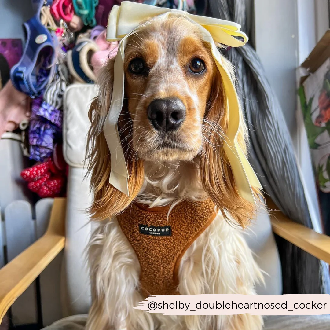 Teddy Paddington Adjustable Neck Harness, Lead & Collar Bundle - Image 15