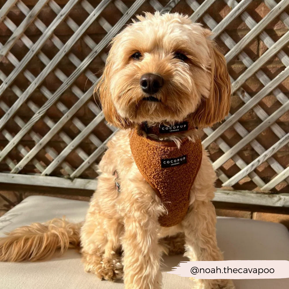 Teddy Paddington Adjustable Neck Harness, Lead & Collar Bundle - Image 6