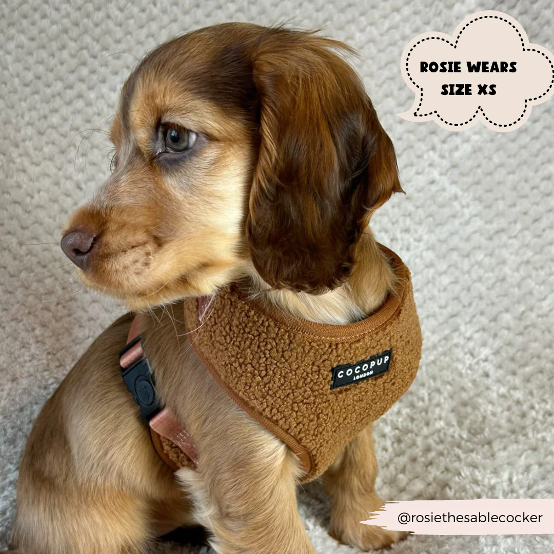 Teddy Paddington Adjustable Neck Harness, Lead & Collar Bundle - Image 8