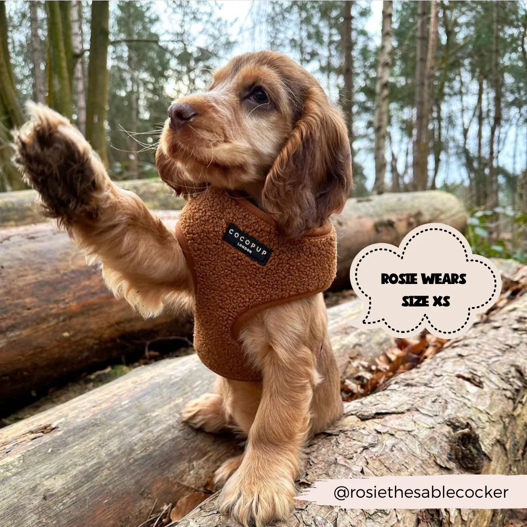 Teddy Paddington Adjustable Neck Harness, Lead & Collar Bundle - Image 9