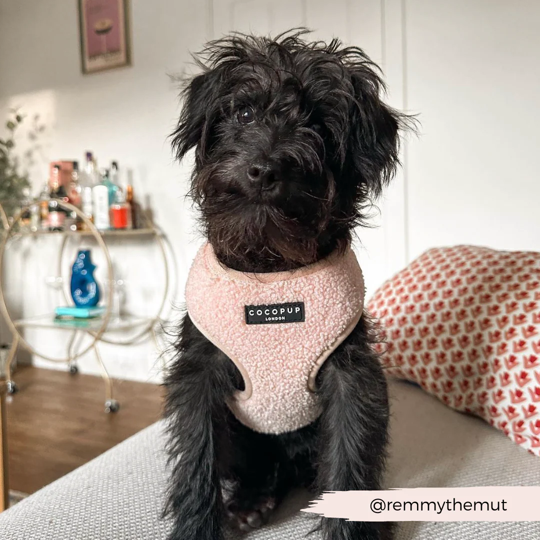 Teddy Rupert Adjustable Neck Harness, Lead & Collar Bundle - Image 20