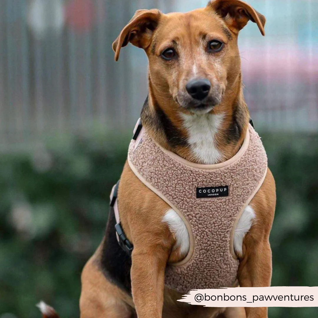 Teddy Rupert Adjustable Neck Harness, Lead & Collar Bundle - Image 21