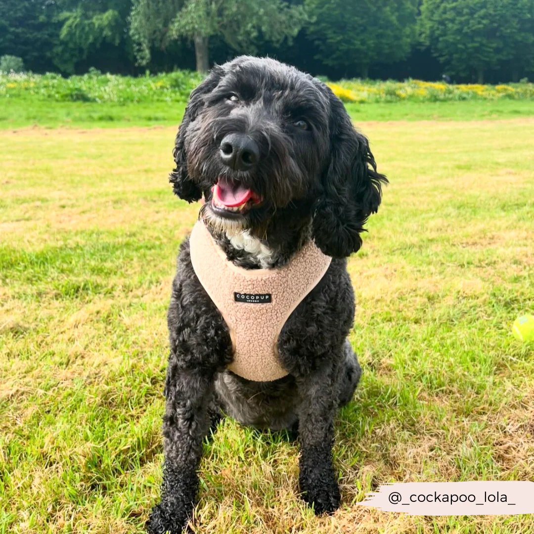 Teddy Rupert Adjustable Neck Harness, Lead & Collar Bundle - Image 22