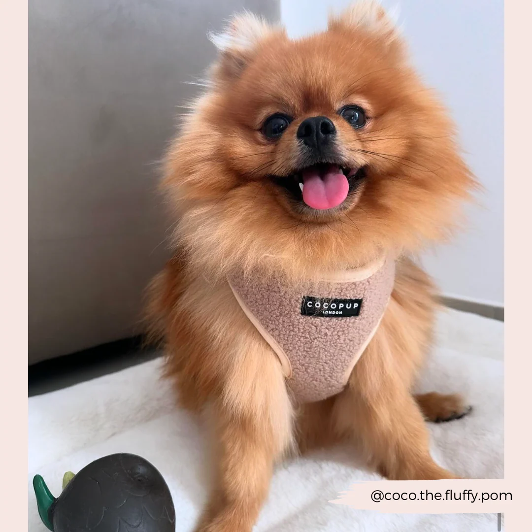 Teddy Rupert Adjustable Neck Harness, Lead & Collar Bundle - Image 23