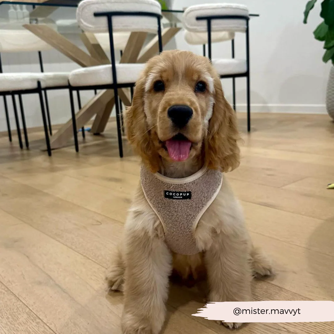 Teddy Rupert Adjustable Neck Harness, Lead & Collar Bundle - Image 25