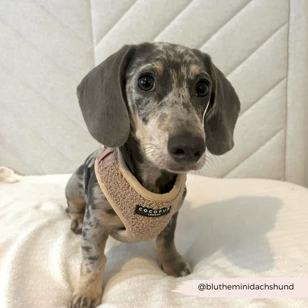 Teddy Rupert Adjustable Neck Harness, Lead & Collar Bundle - Image 32