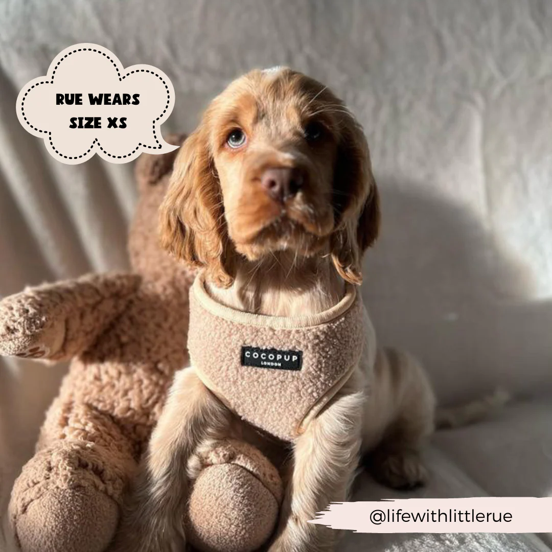 Teddy Rupert Adjustable Neck Harness, Lead & Collar Bundle - Image 7