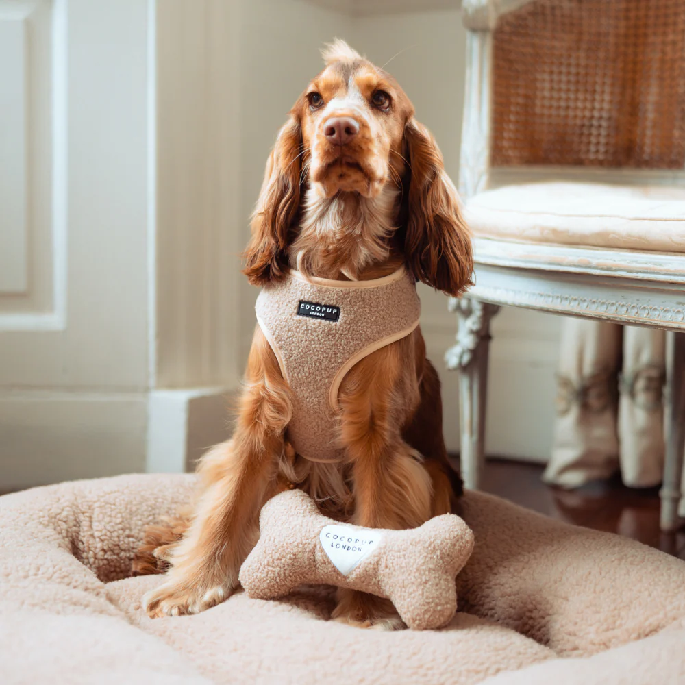 Teddy Rupert Bone Toy - Image 4