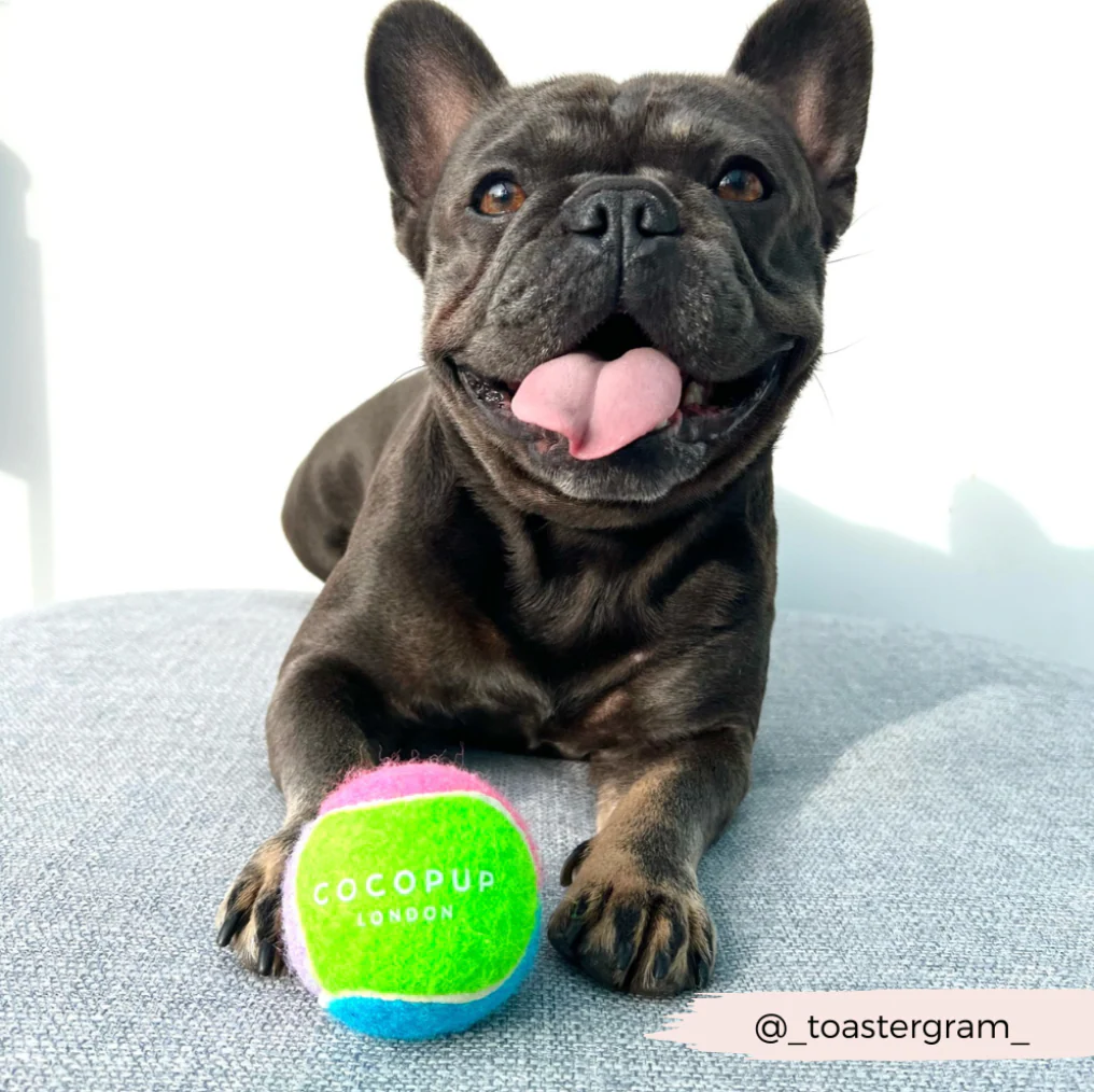 Tennis Ball Holder + One Tennis Ball Set - Image 7