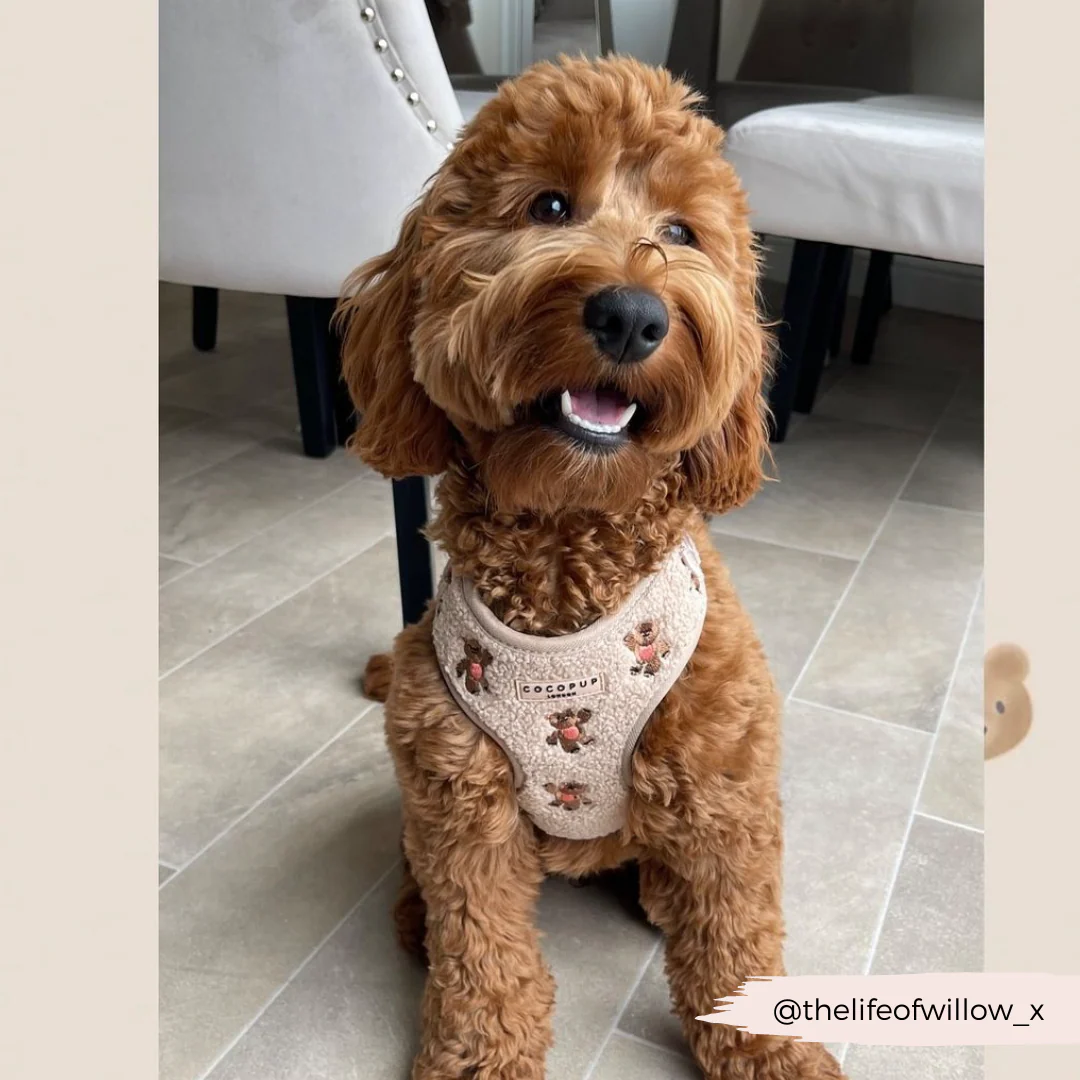 Theo Embroidered Teddy Adjustable Neck HARNESS - Image 27