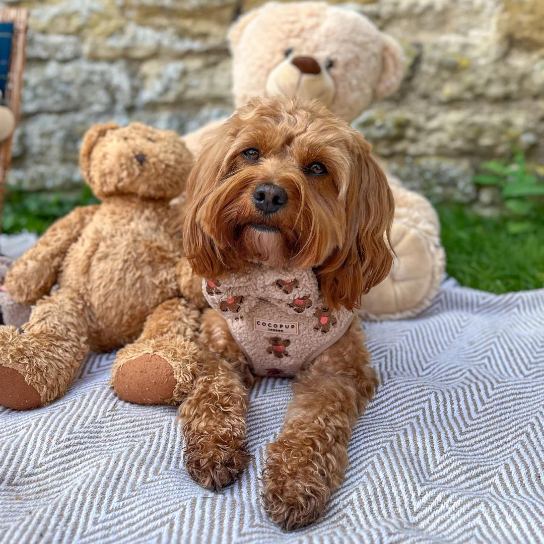Theo Embroidered Teddy Adjustable Neck Harness, Lead & Collar Bundle - Image 10