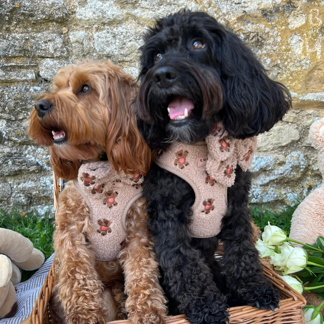 Theo Embroidered Teddy Adjustable Neck Harness, Lead & Collar Bundle - Image 11