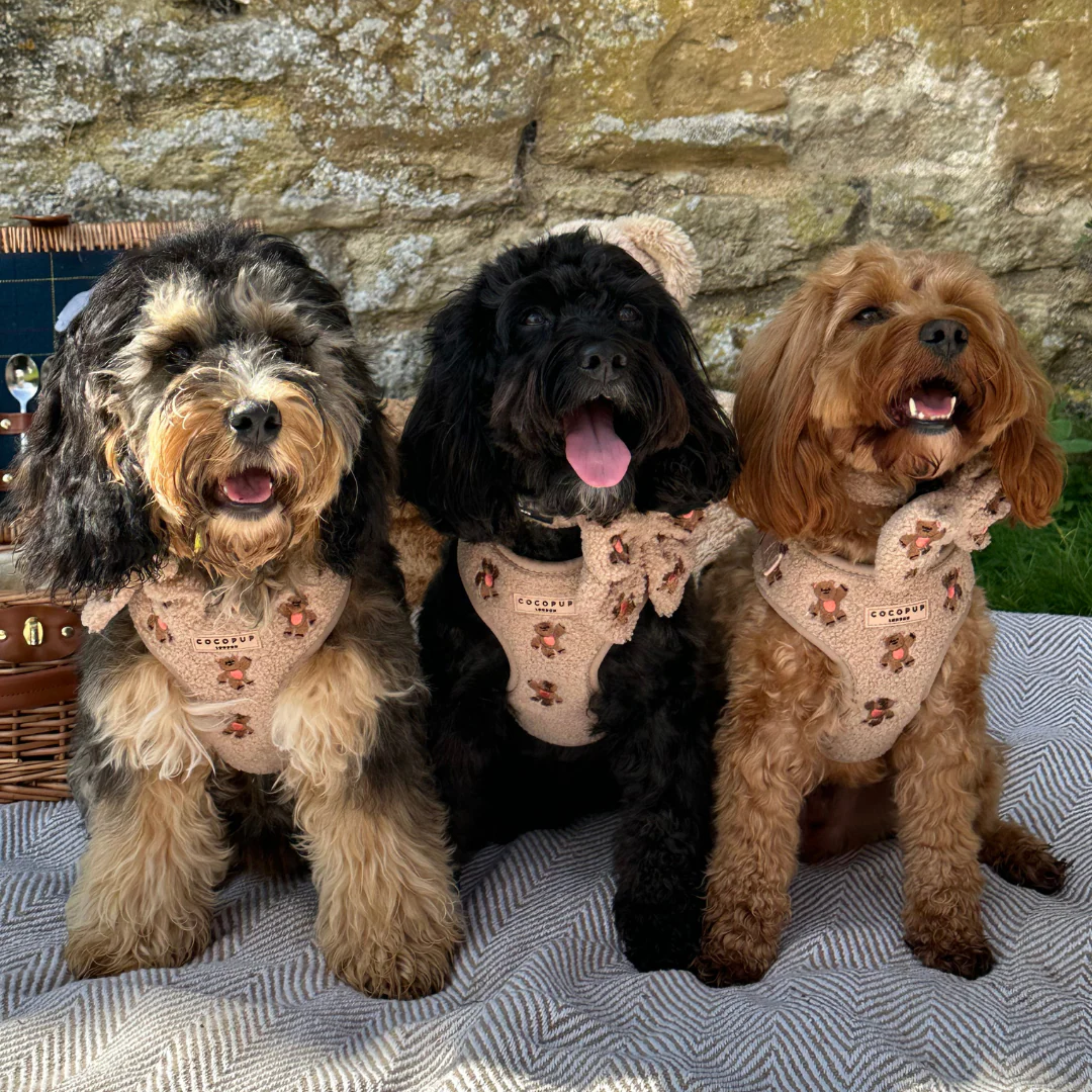 Theo Embroidered Teddy Adjustable Neck Harness, Lead & Collar Bundle - Image 13