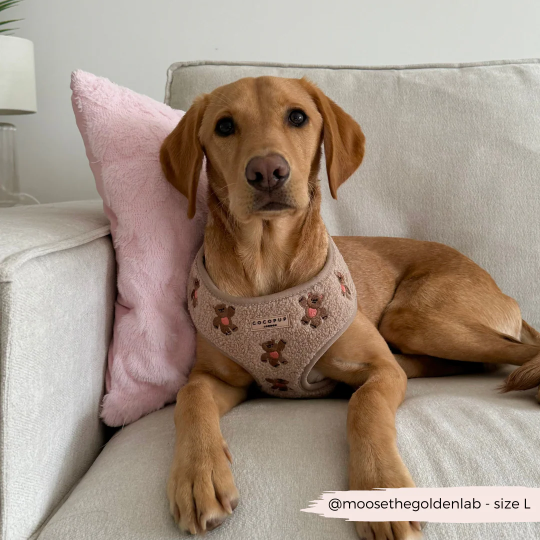 Theo Embroidered Teddy Adjustable Neck Harness, Lead & Collar Bundle - Image 23