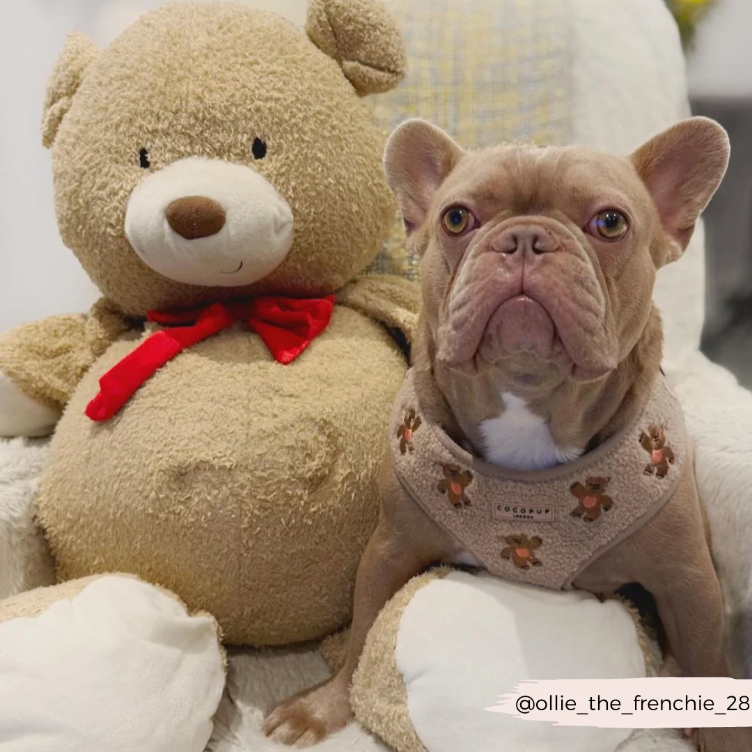 Theo Embroidered Teddy Adjustable Neck Harness, Lead & Collar Bundle - Image 26