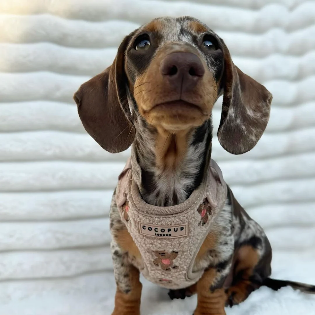 Theo Embroidered Teddy Adjustable Neck Harness, Lead & Collar Bundle - Image 27