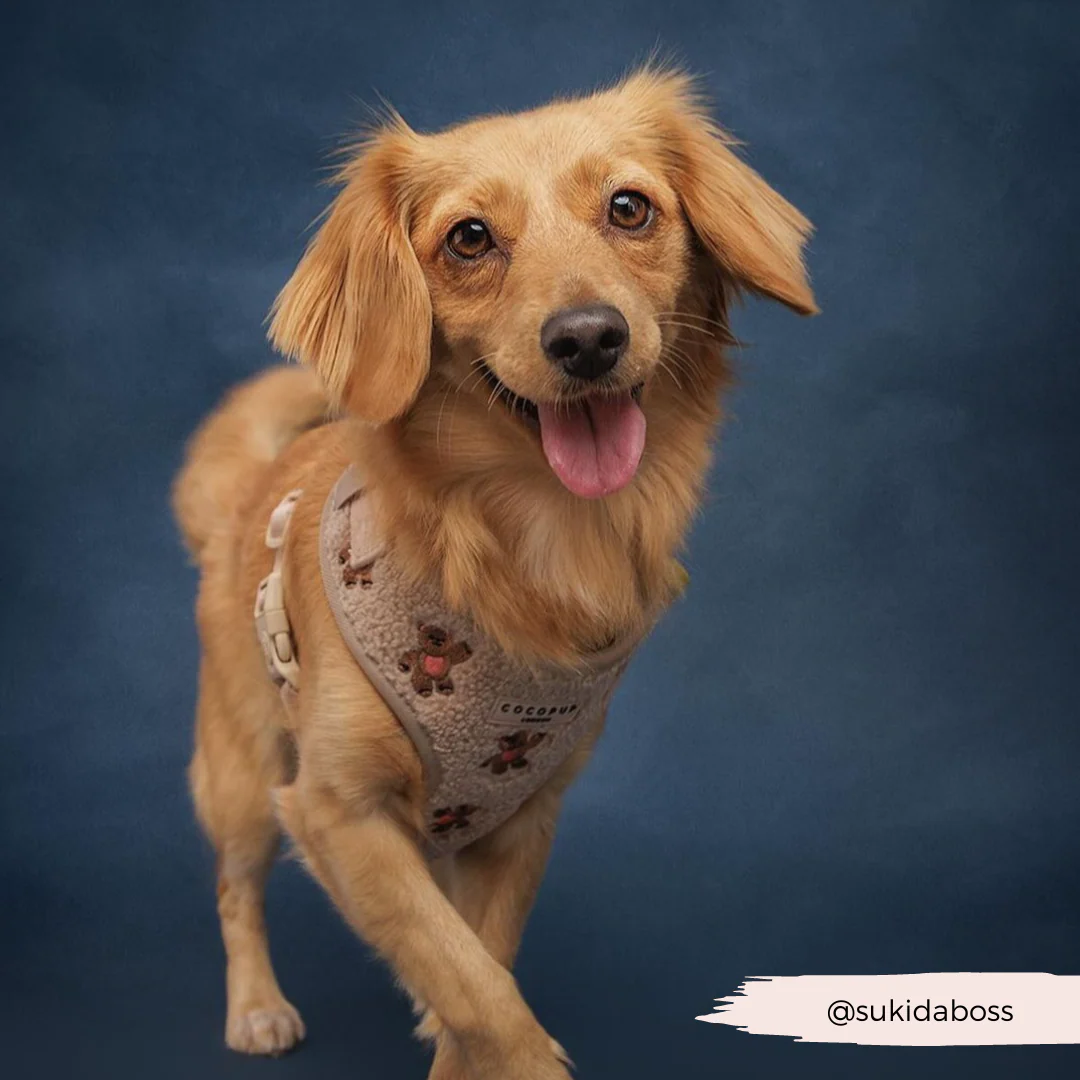 Theo Embroidered Teddy Adjustable Neck Harness, Lead & Collar Bundle - Image 30