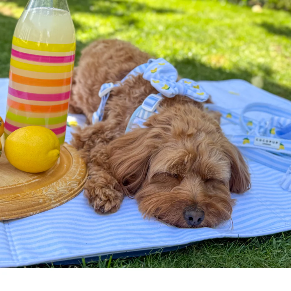 Travel Mat - Living La Vida Lemon - Image 10