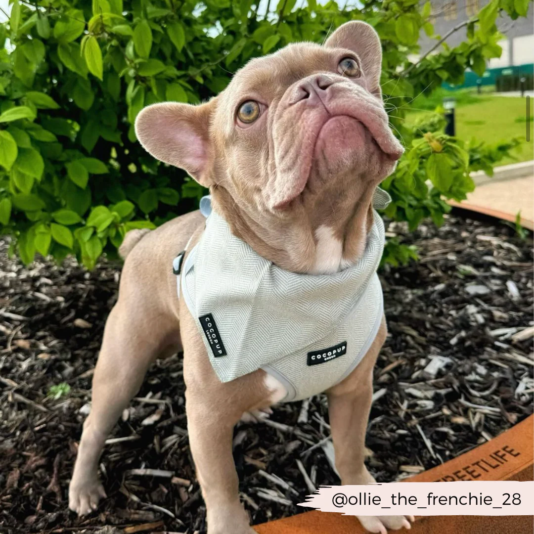 Sage Tweed Bandana - Image 4