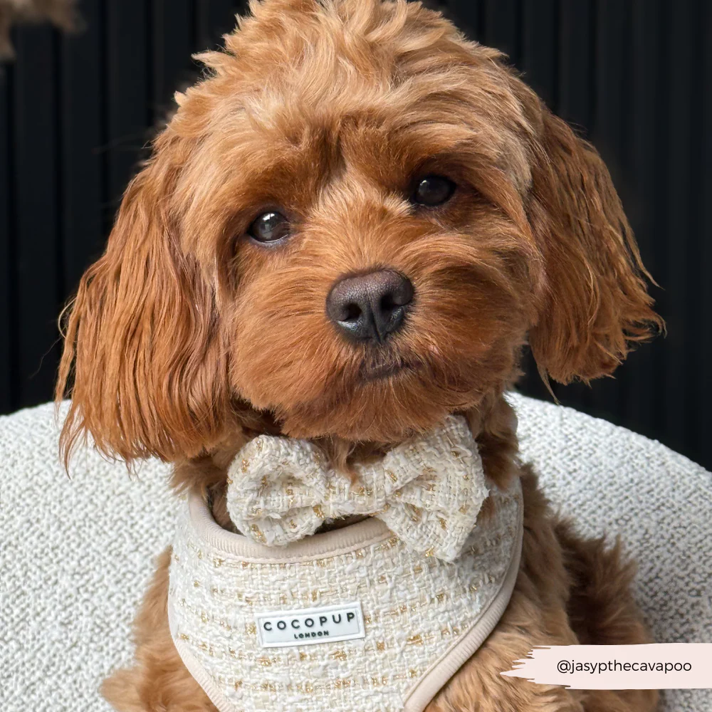 Vanilla Textured Tweed Bow Tie - Image 8