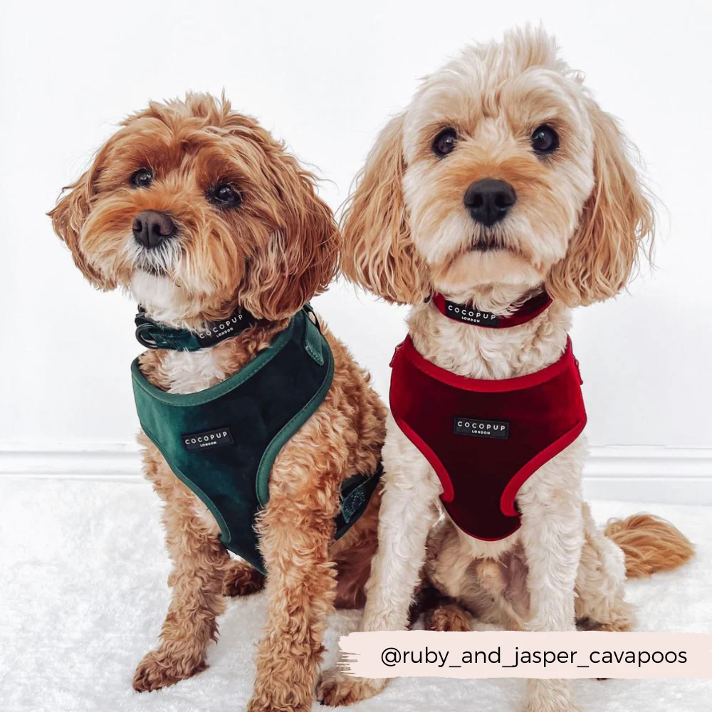 LUXE Velvet Adjustable Neck HARNESS - Berry Red - Image 22