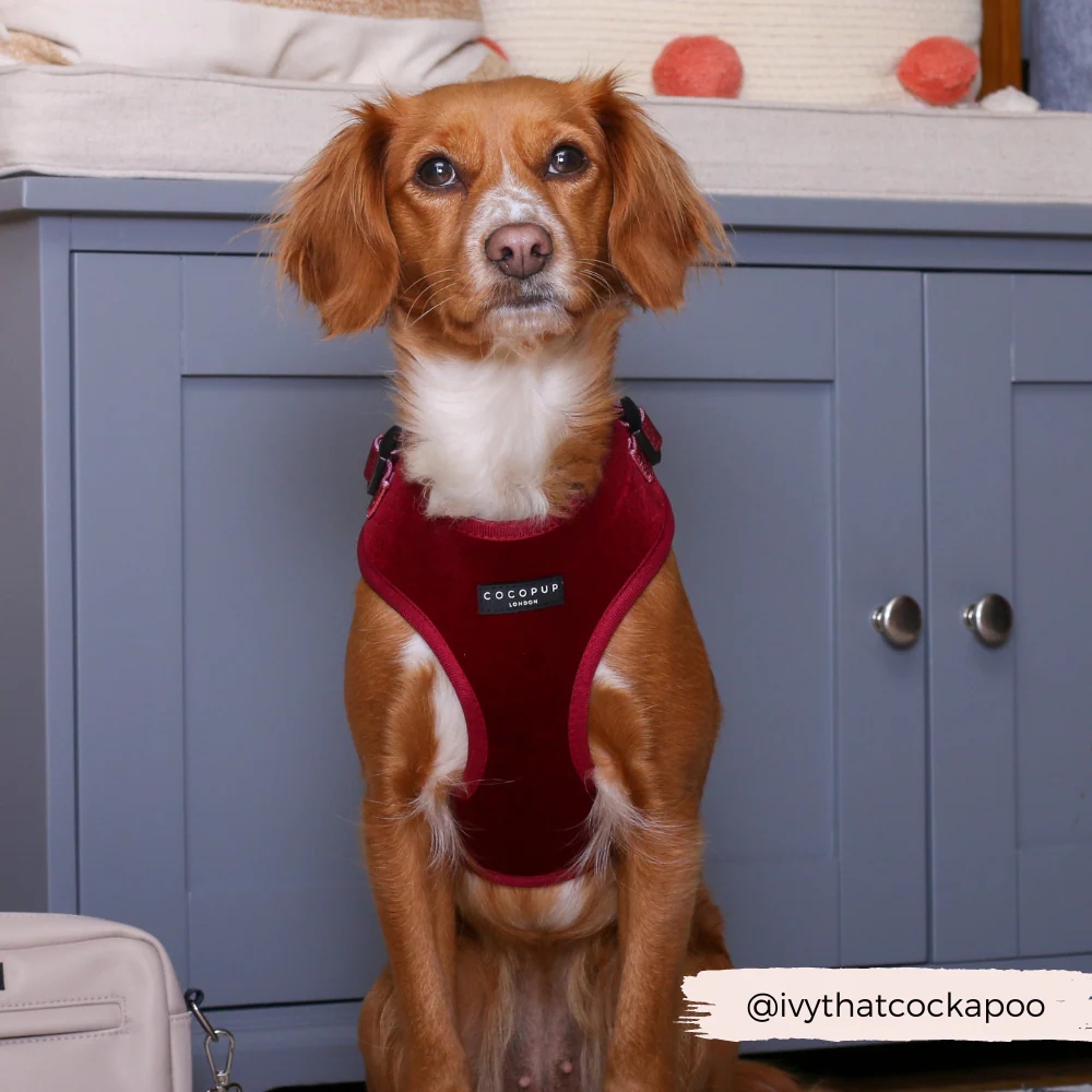 LUXE Velvet Adjustable Neck HARNESS - Berry Red - Image 26
