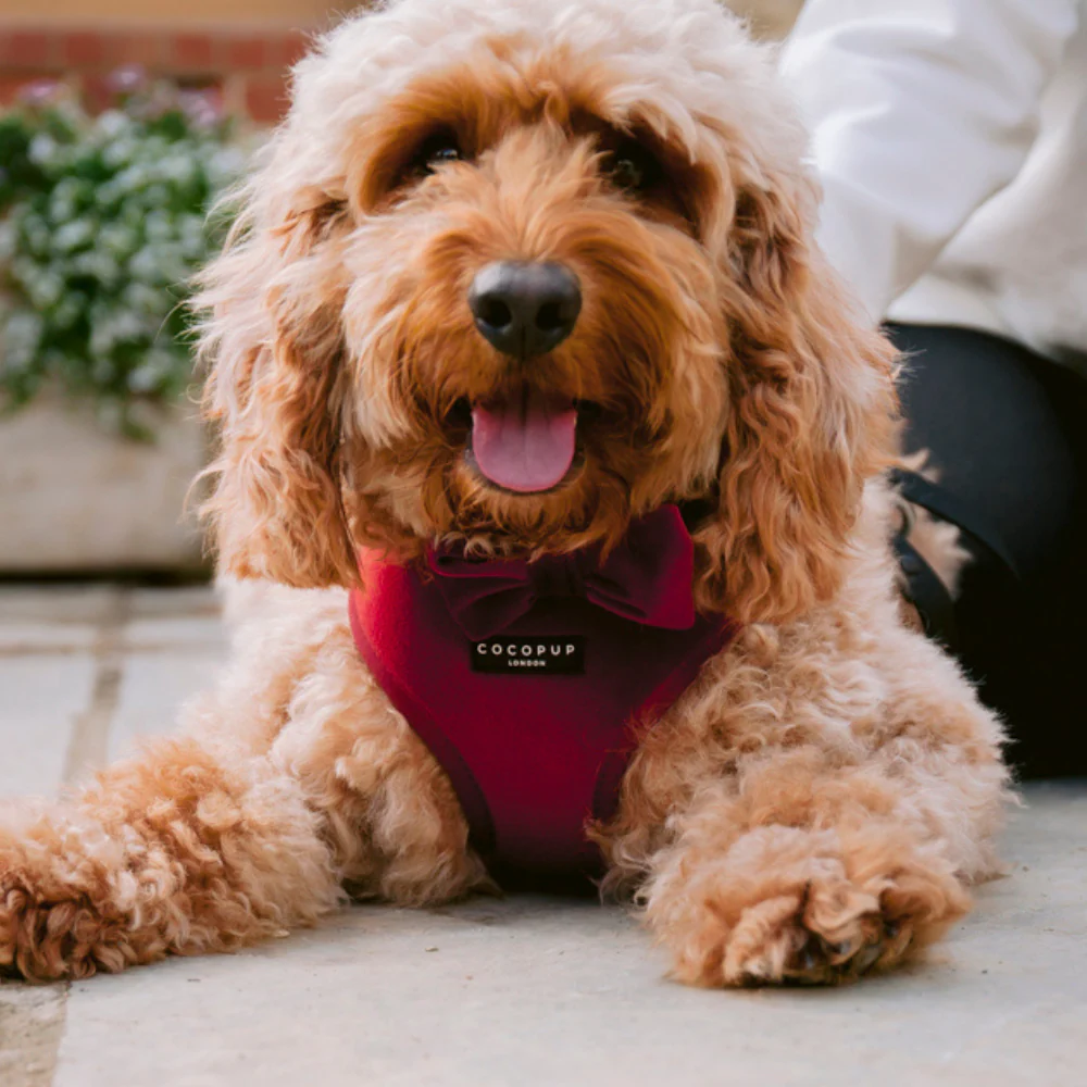 LUXE Velvet Adjustable Neck HARNESS - Berry Red - Image 5