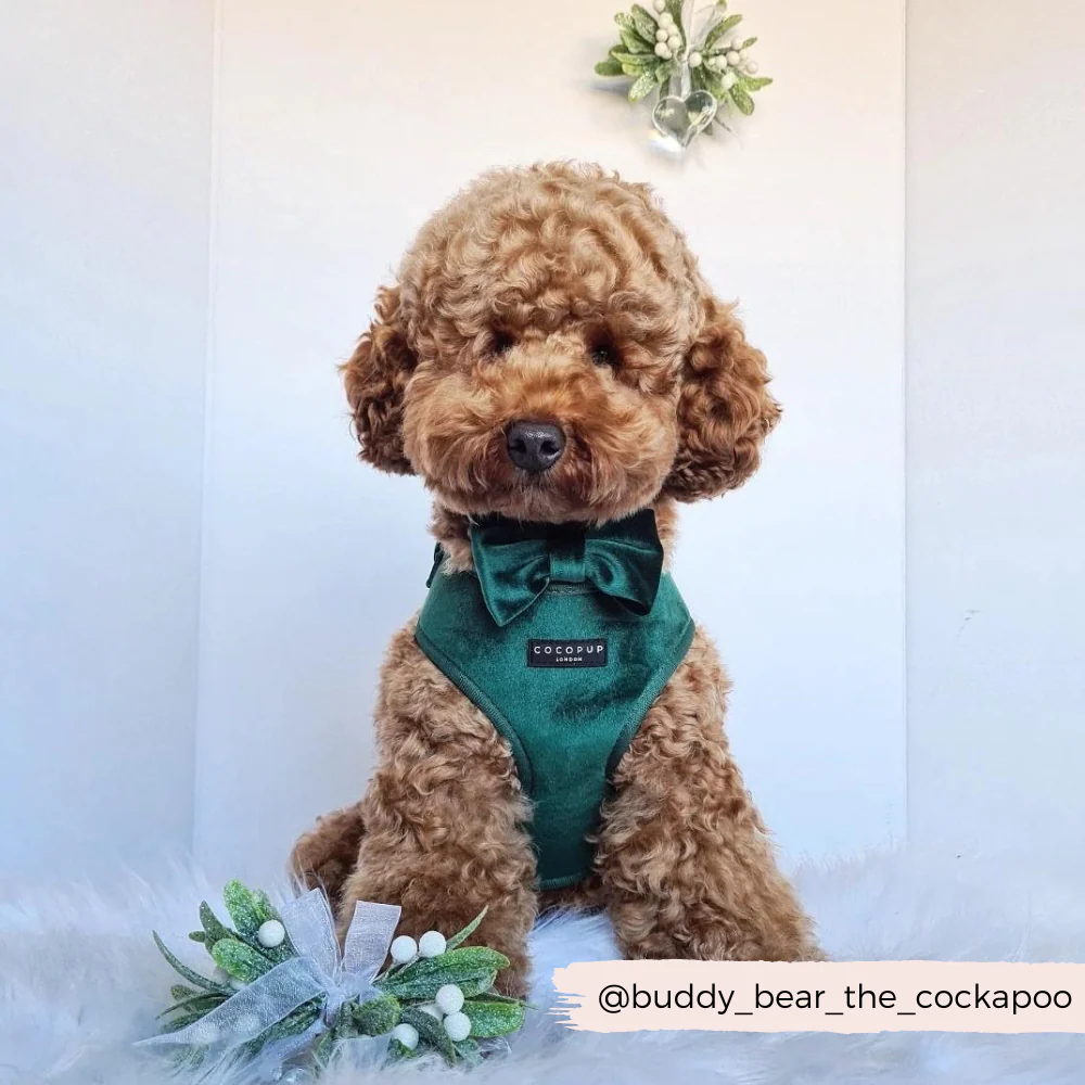 LUXE Velvet Adjustable Neck HARNESS - Forest Green - Image 10