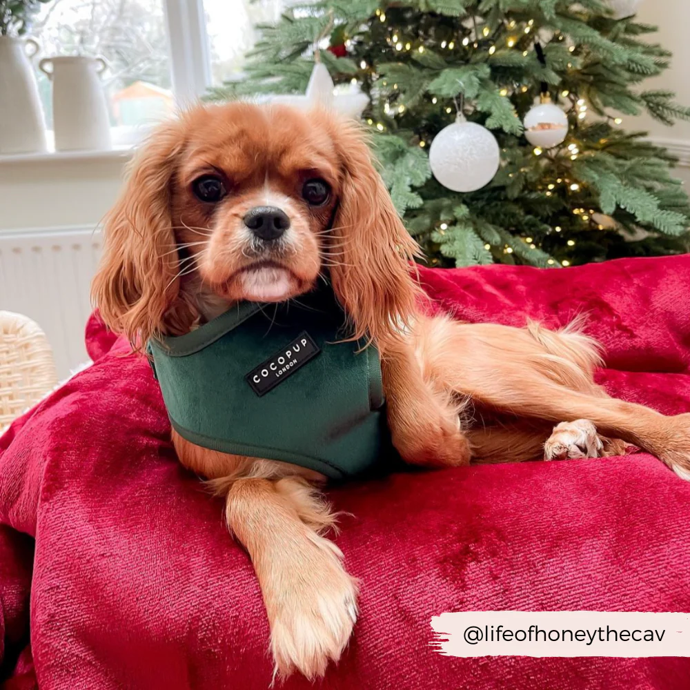 LUXE Velvet Adjustable Neck HARNESS - Forest Green - Image 12