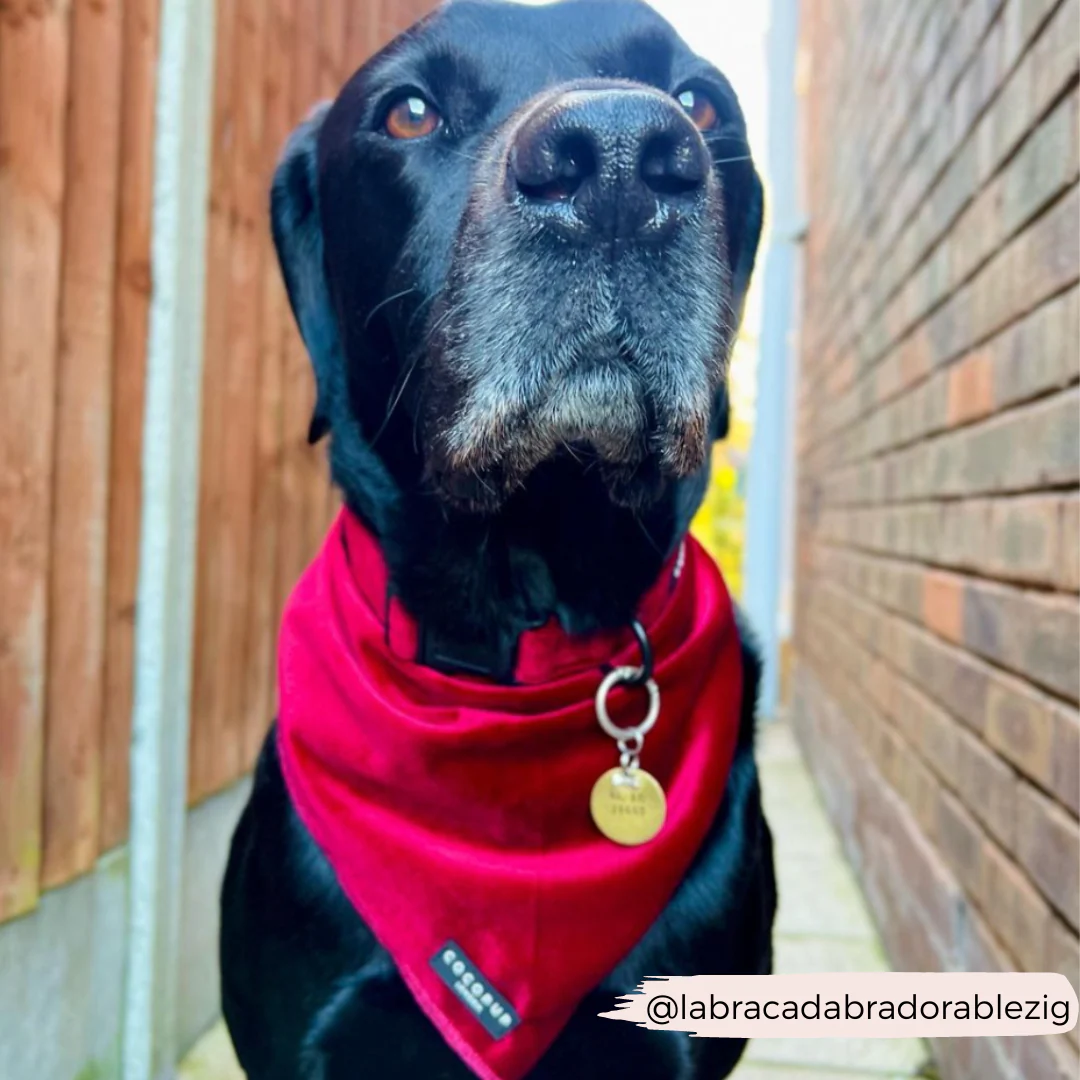 LUXE Velvet Bandana - Berry Red - Image 3