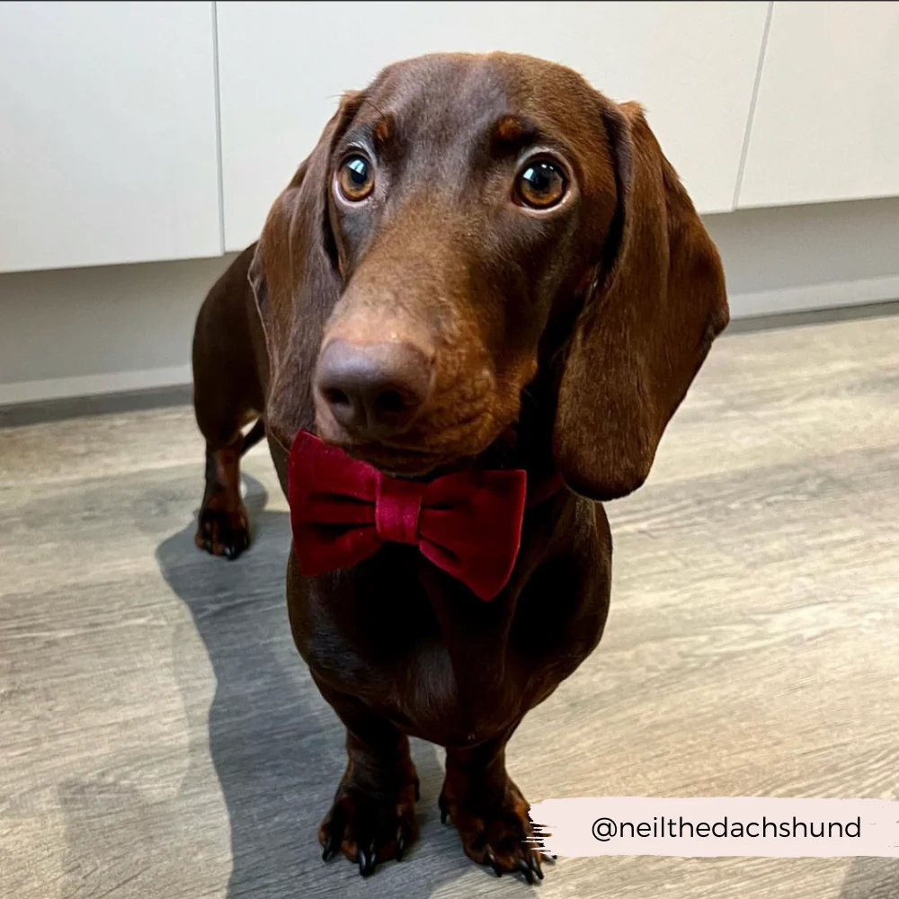 LUXE Velvet Bow Tie - Berry Red - Image 4